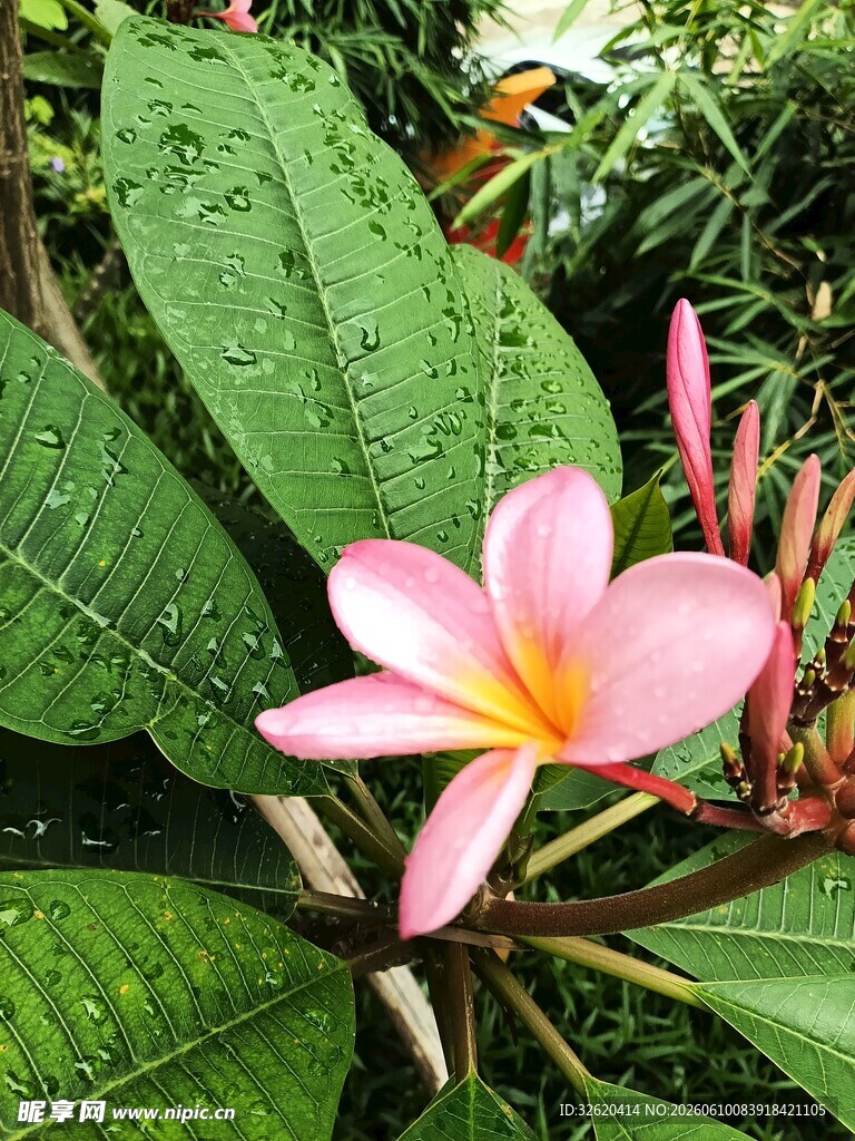 娇艳鸡蛋花绽放绿叶间