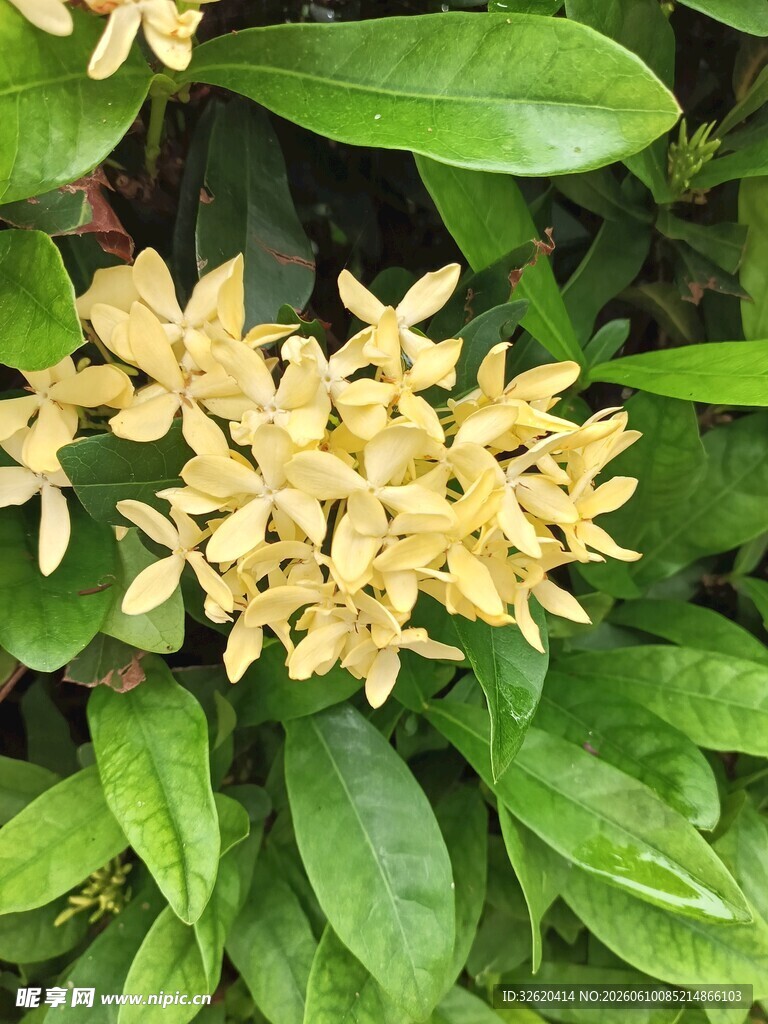 金黄花朵绽放绿叶间