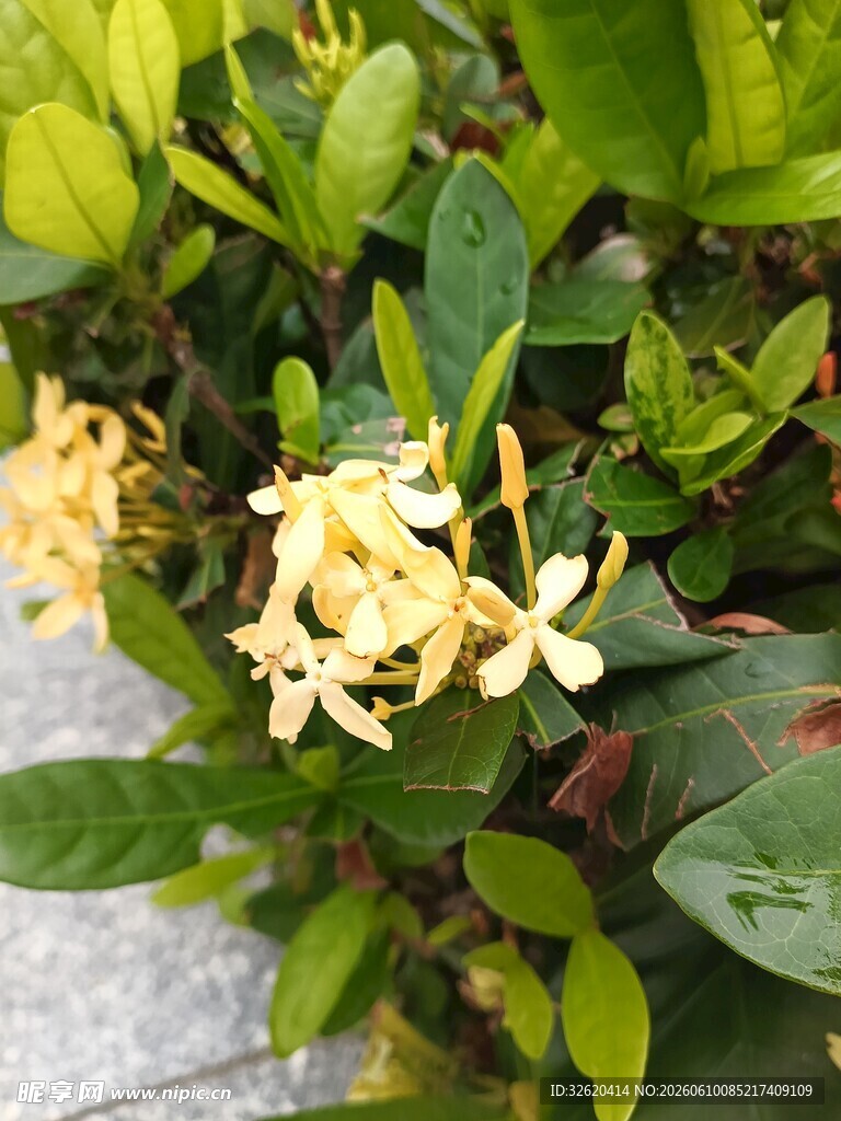 盛开的黄色花朵与绿叶