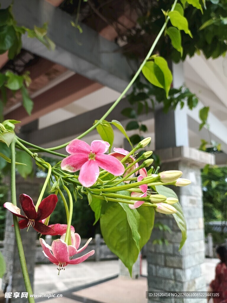 粉色娇艳牵牛花攀爬景象