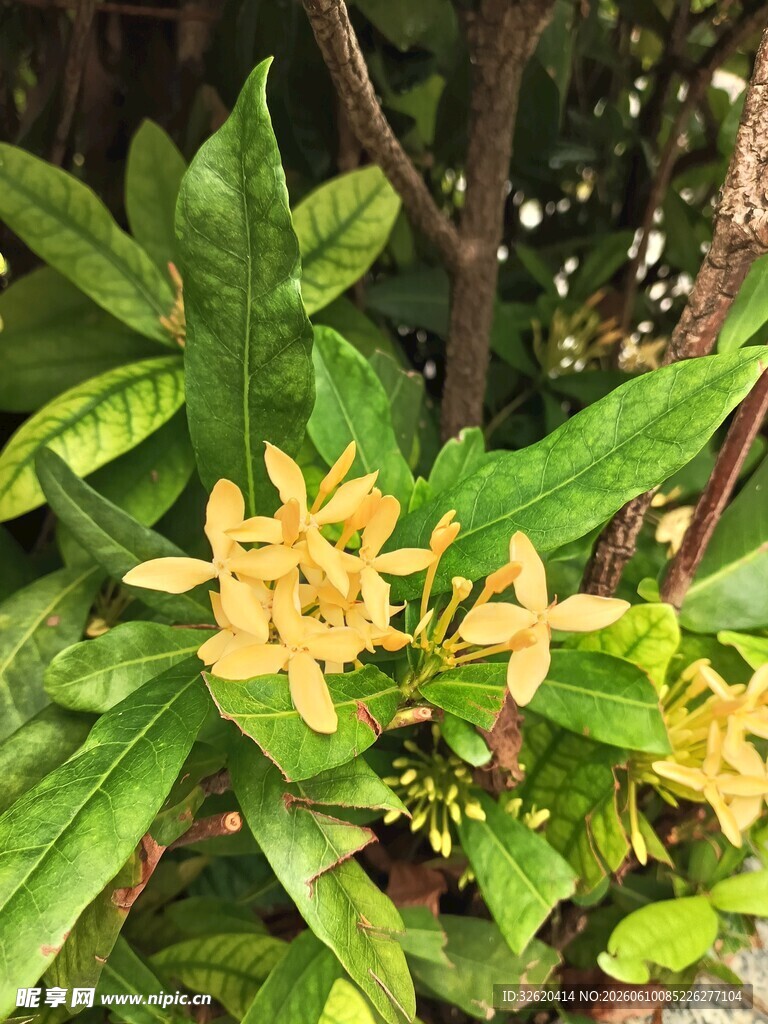 绿叶间的黄色小花