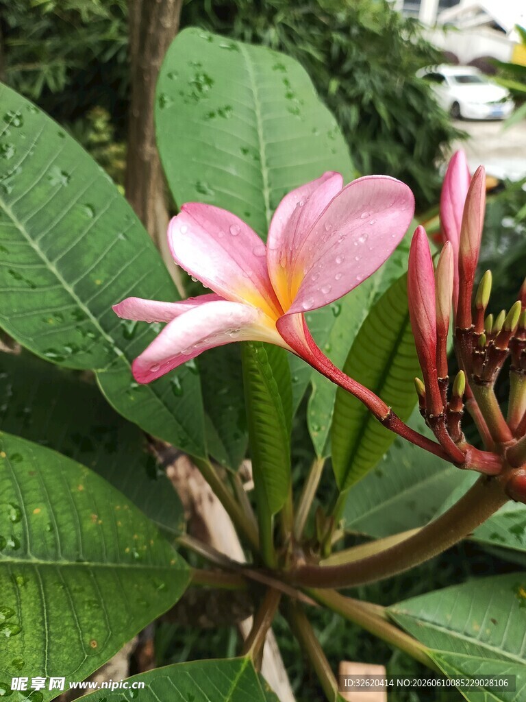 娇艳鸡蛋花绽放绿叶间