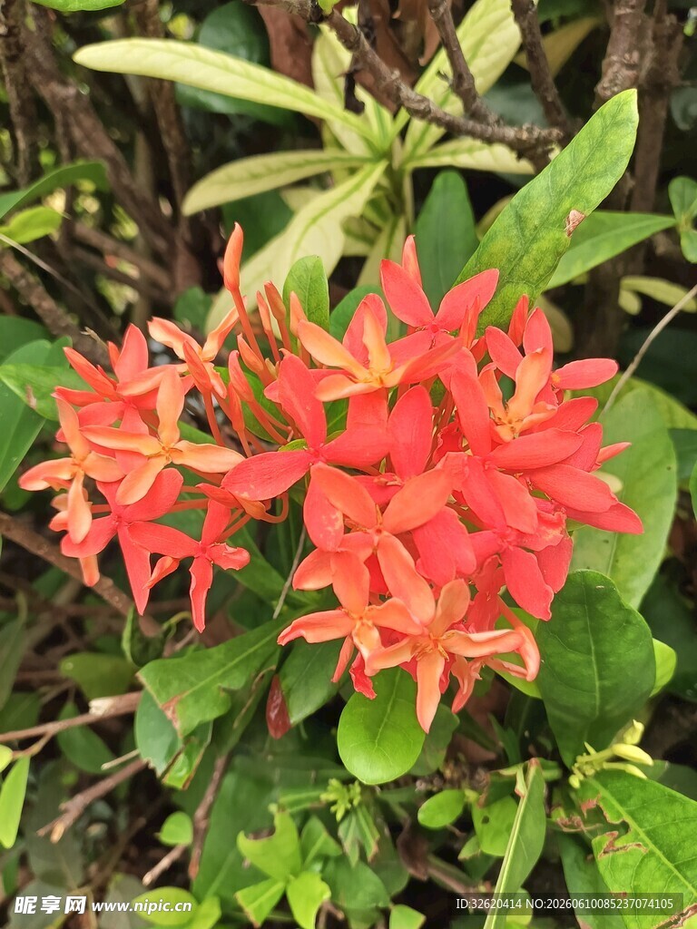 鲜艳橙红花卉绽放