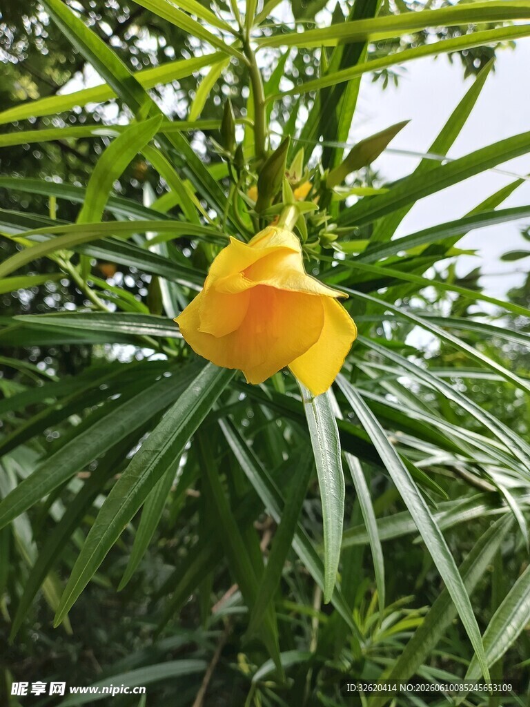 娇艳黄花开于绿叶间