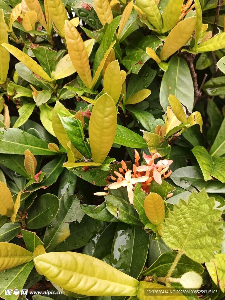 绿叶丛中的娇艳小花