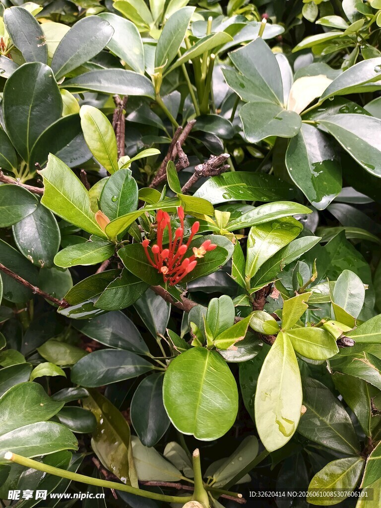 绿叶间的植物景观