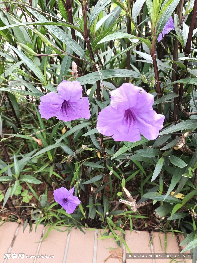 紫色喇叭花绽放于绿叶间