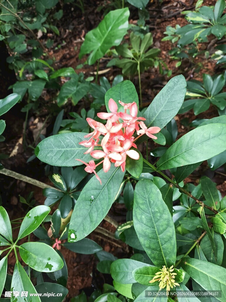 娇艳瑞香花