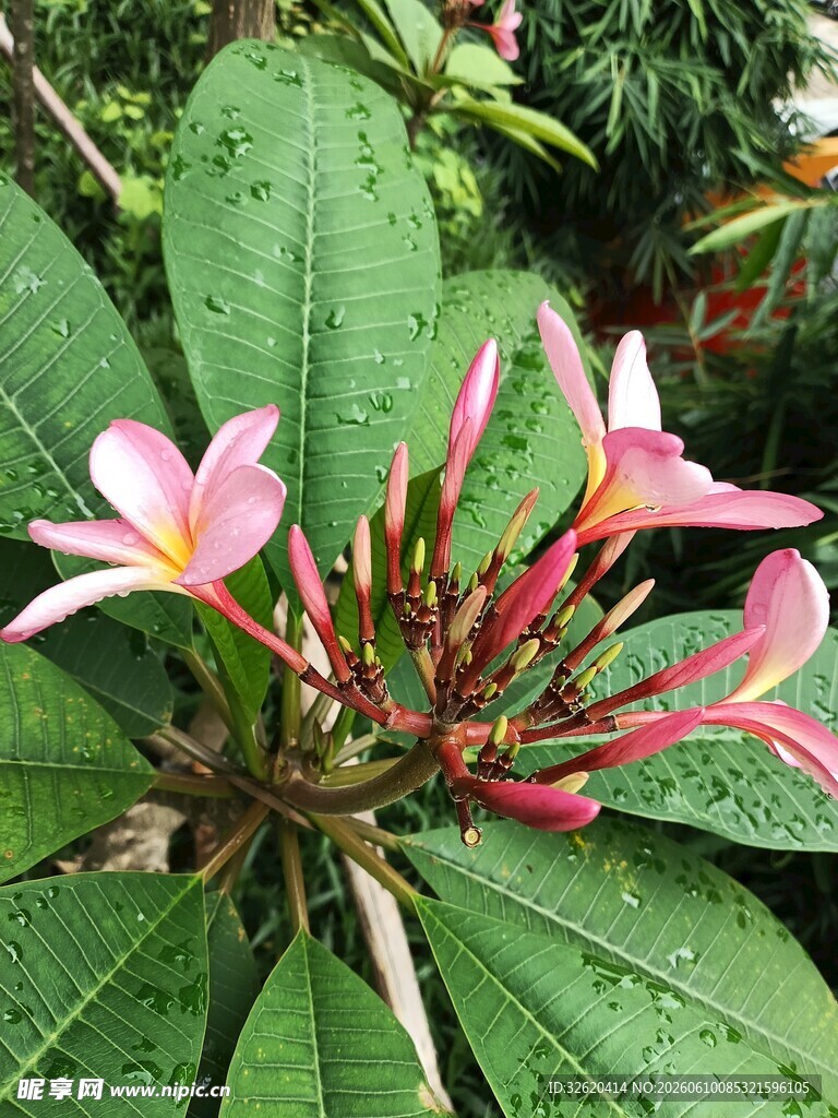 娇艳鸡蛋花绽放绿叶间