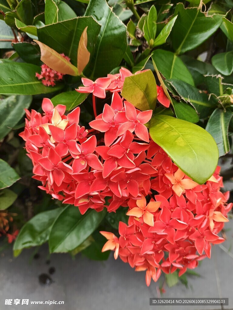 鲜艳龙船花绽放绿叶间
