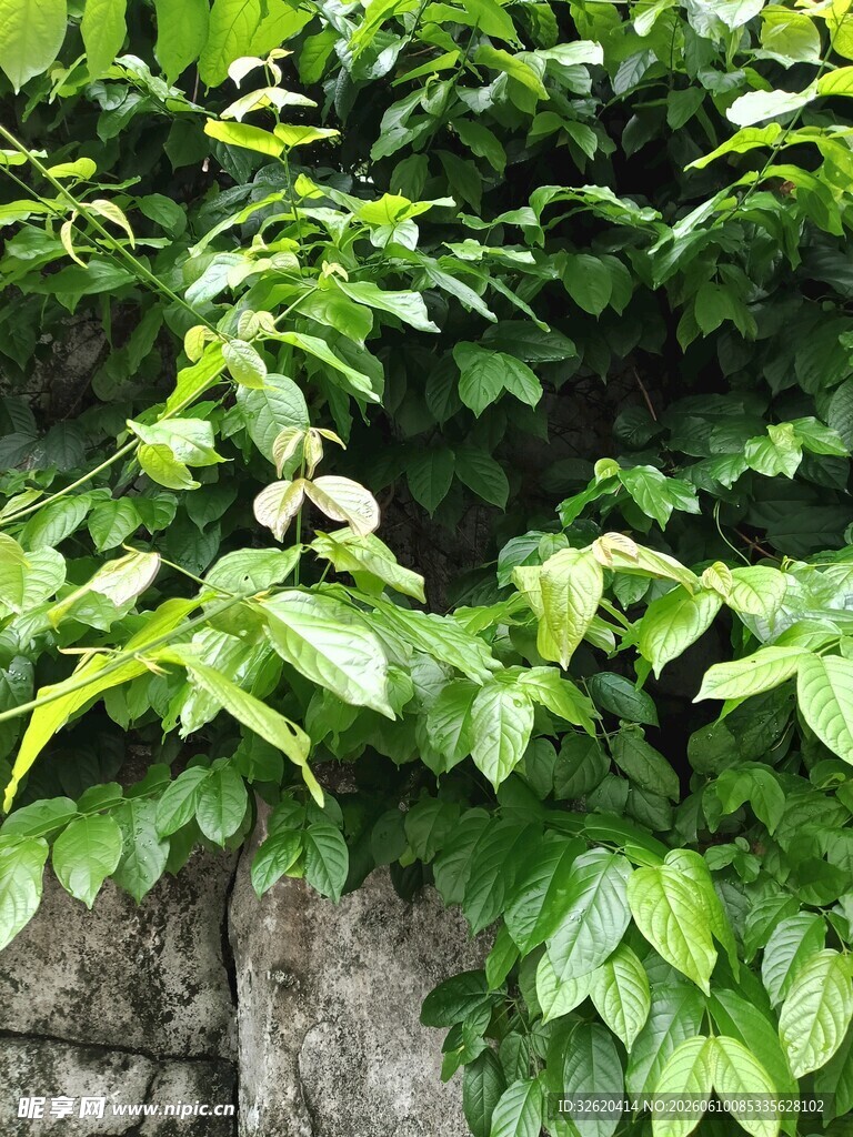 绿叶爬满石墙的生机景象