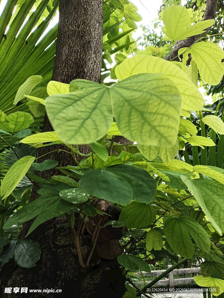 翠绿繁茂的热带植物叶片