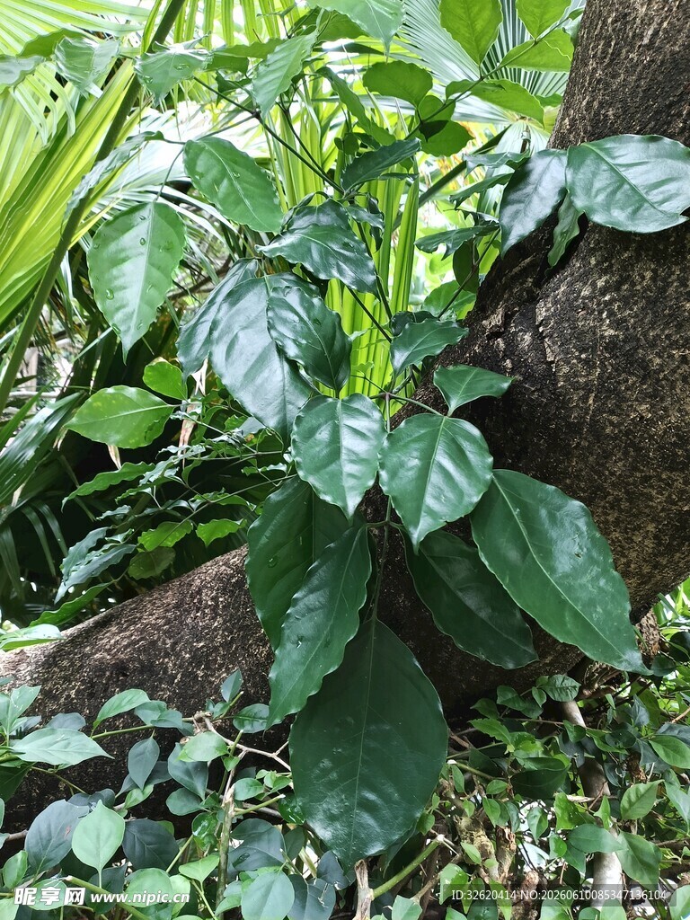 绿叶繁茂的植物与树根