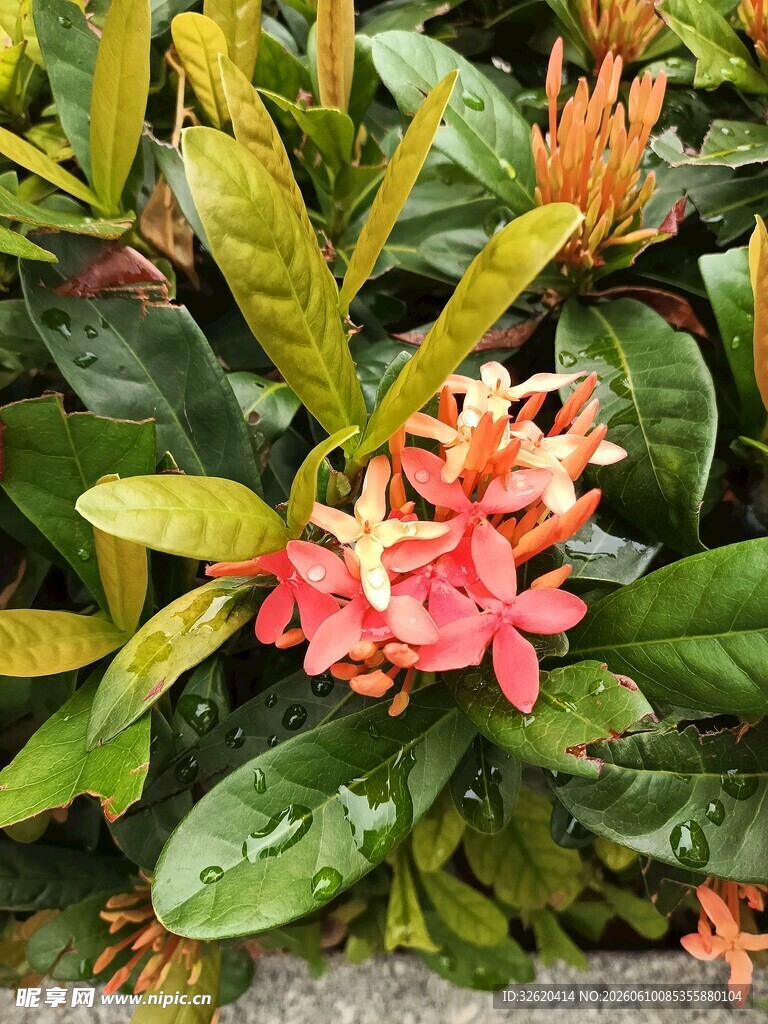 娇艳龙船花绽放绿叶间