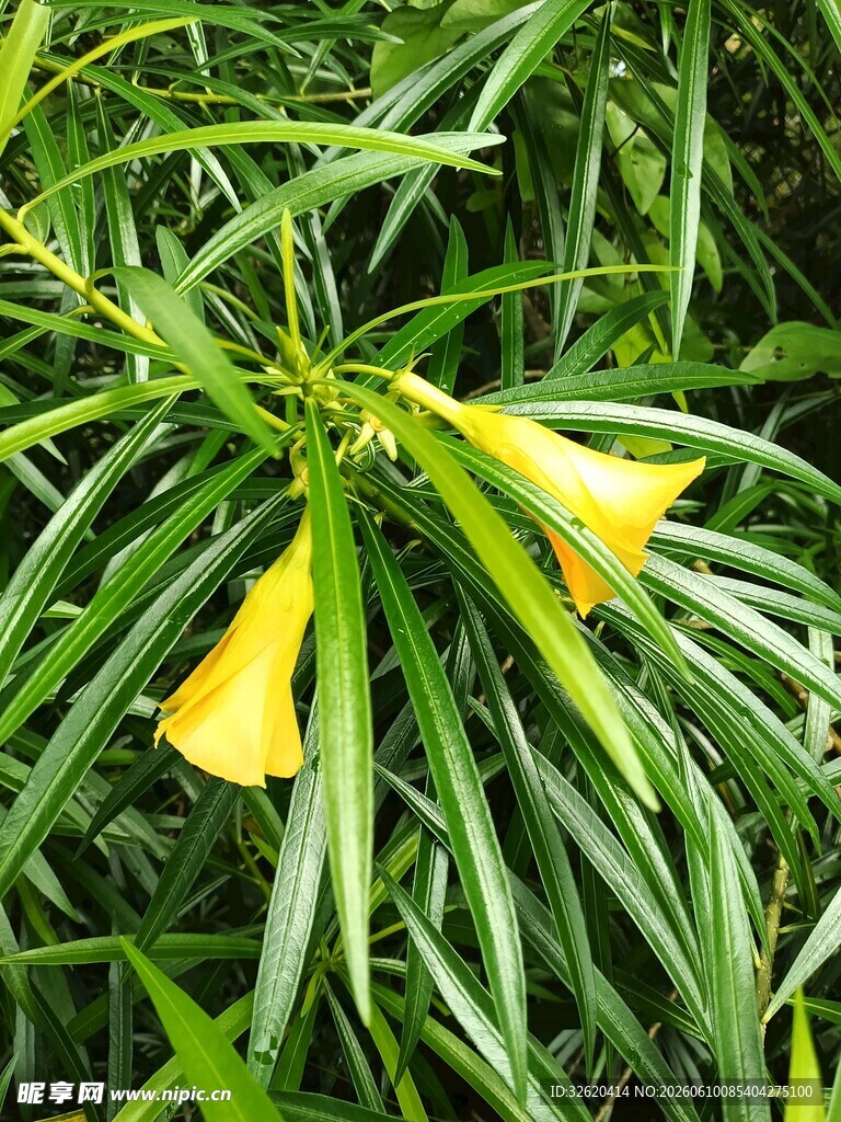 黄色喇叭状花朵
