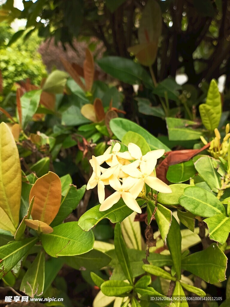 绿叶丛中的白色花朵
