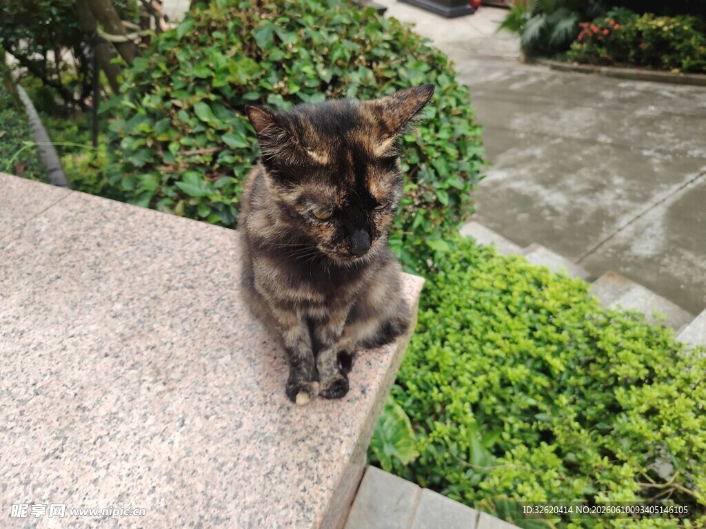 石台上的可爱猫咪
