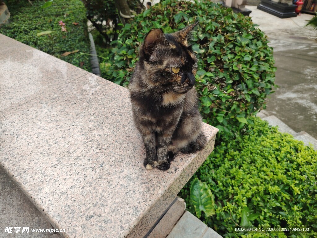 石台上的可爱猫咪