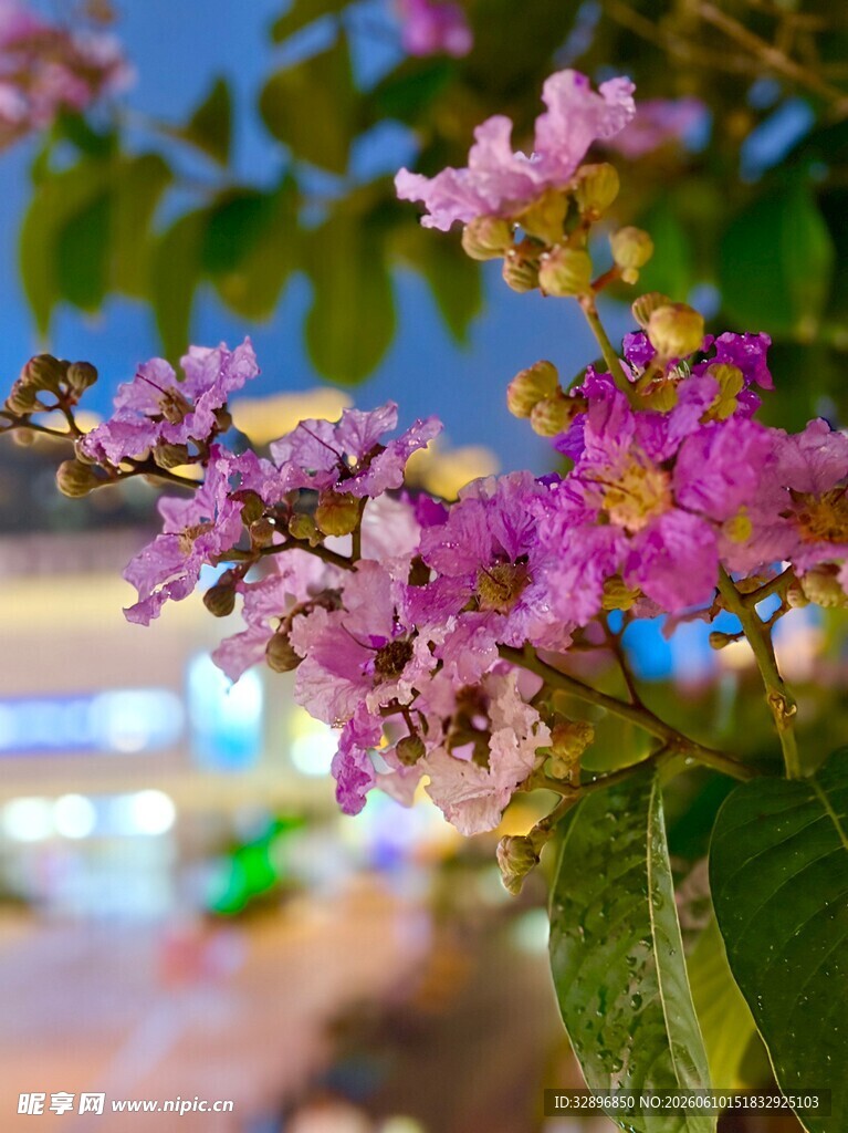 绽放的紫薇花