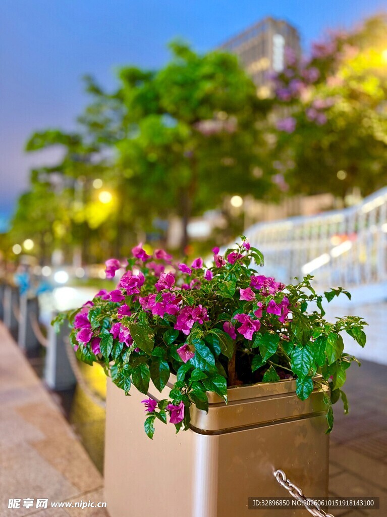 街边繁花似锦的景观花箱
