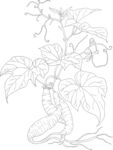 手绘植物线条图