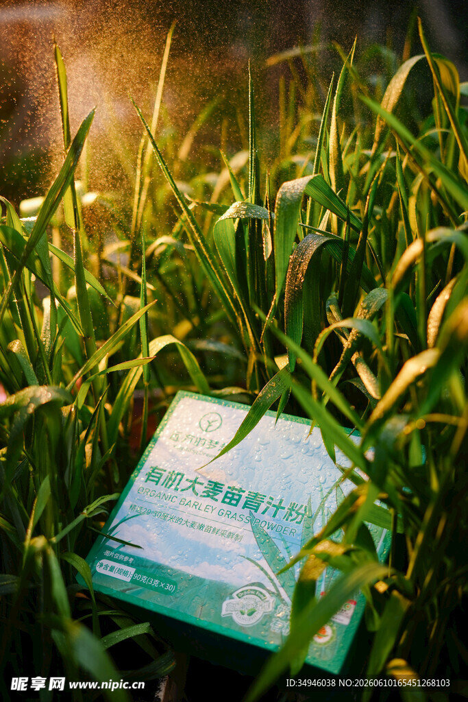草地上的盒子