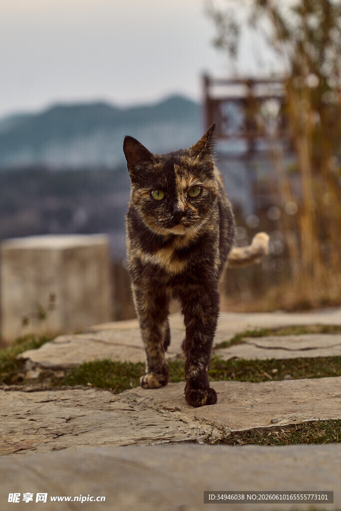 户外行走的斑纹猫咪
