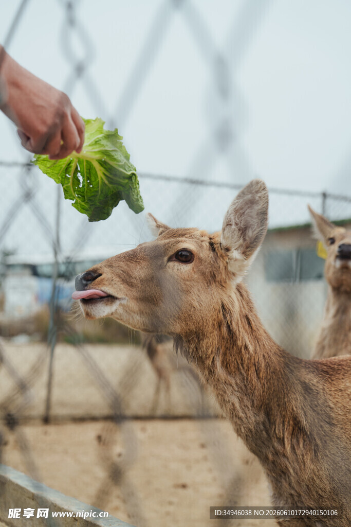 喂食小鹿的温馨瞬间