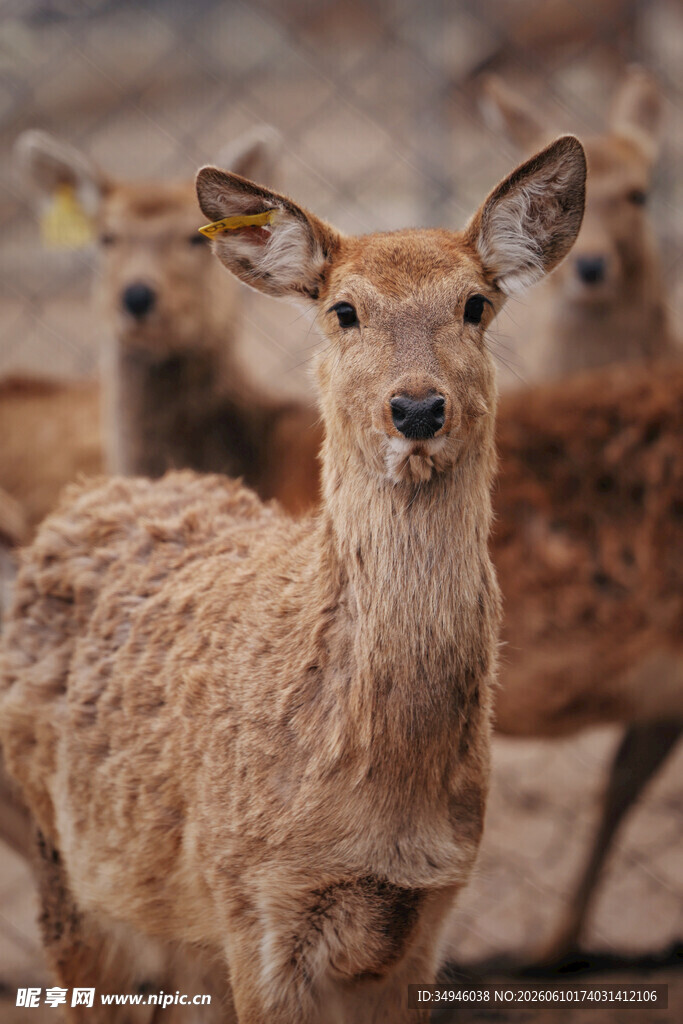 一群小鹿特写
