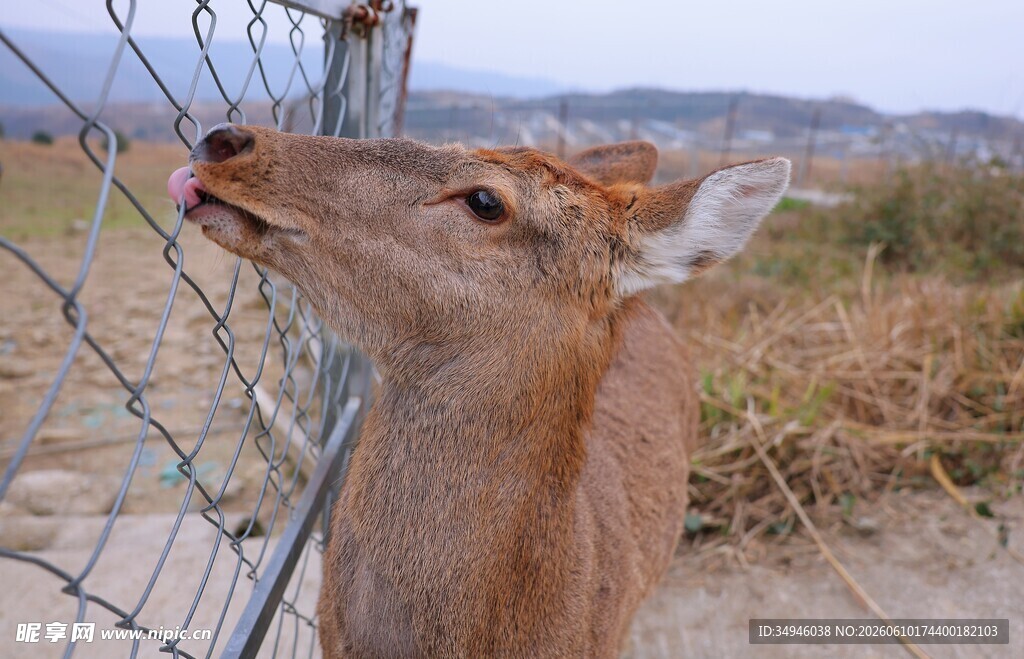 小鹿伸舌舔围栏