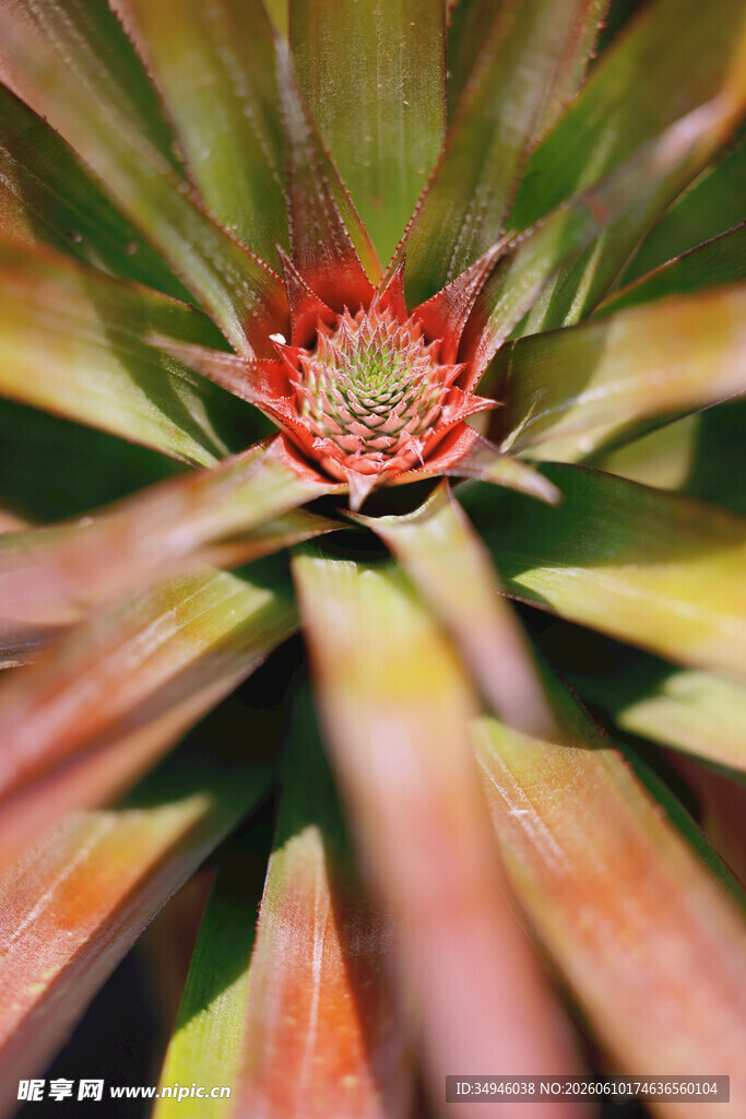 菠萝植株特写