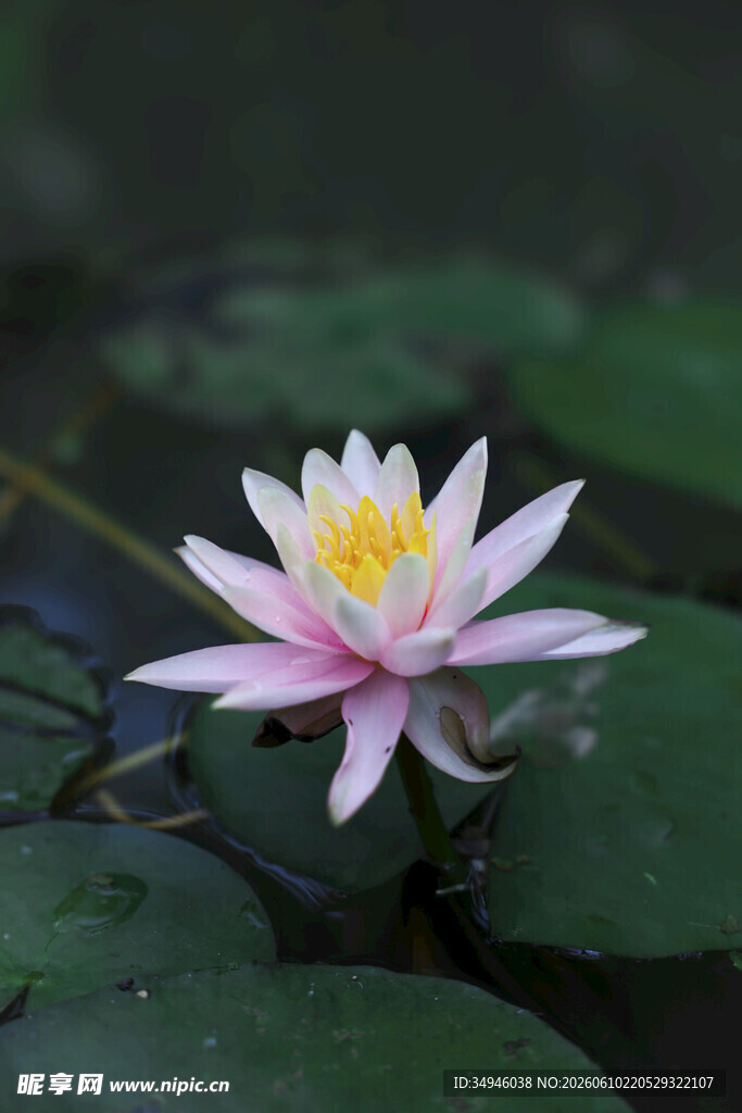 粉色睡莲绽放于绿叶间