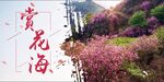 赏花海