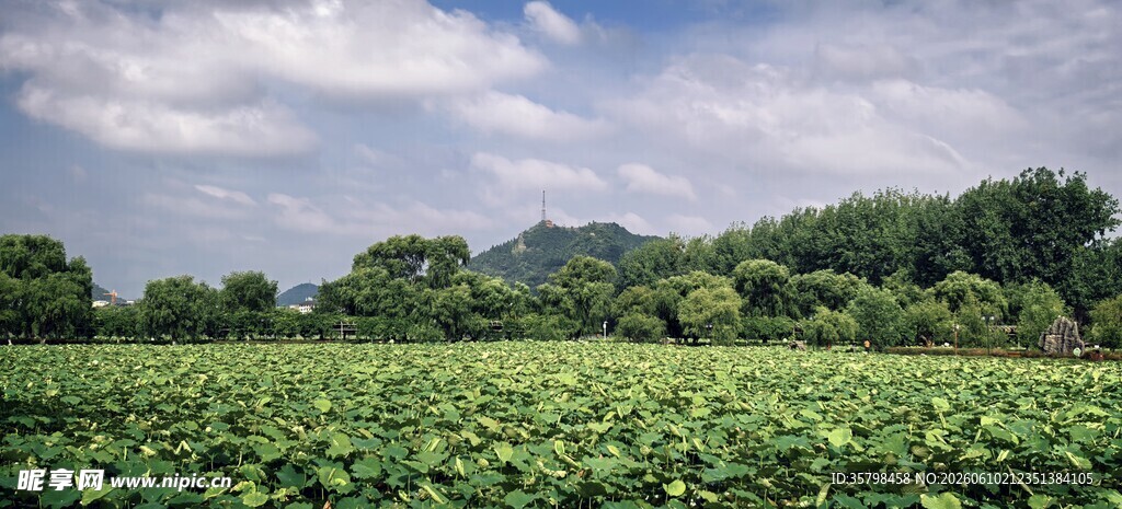 绿意盎然的田园风光