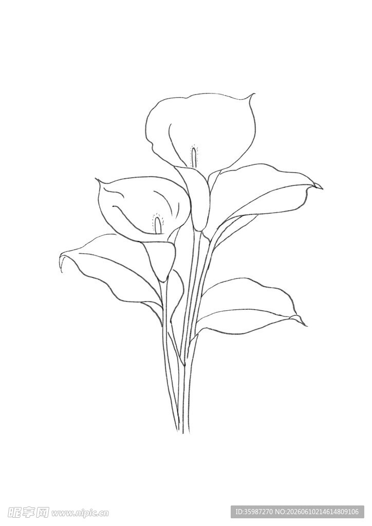 简笔画百合花