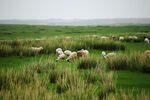 草原上的羊群