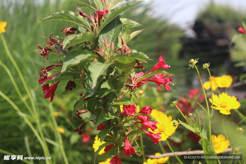 红王子锦带花