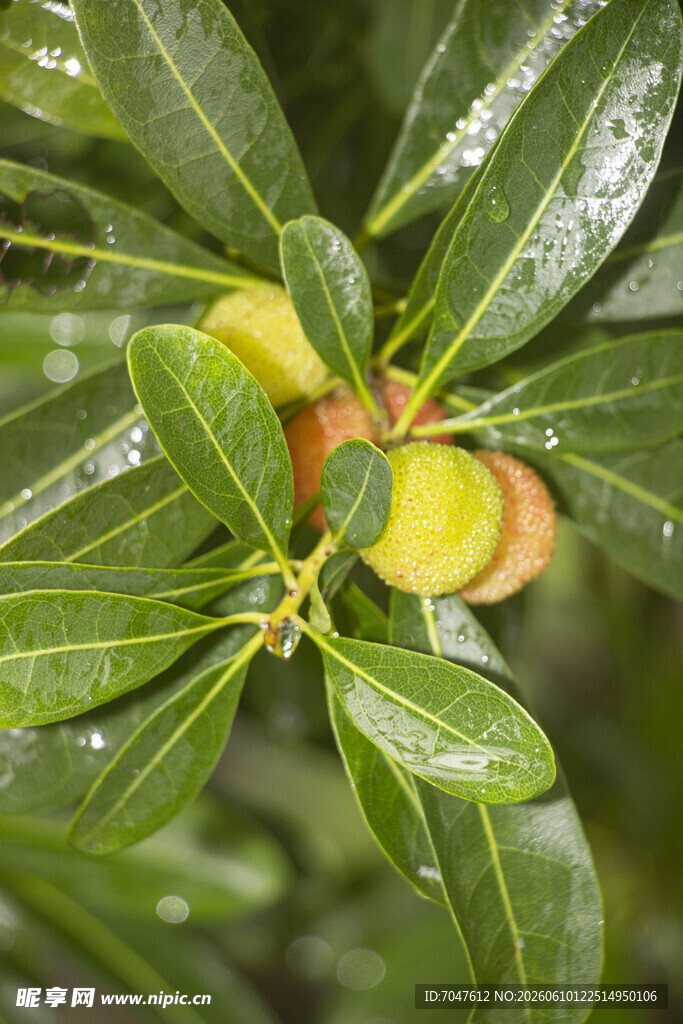 雨中带露的鲜嫩杨梅