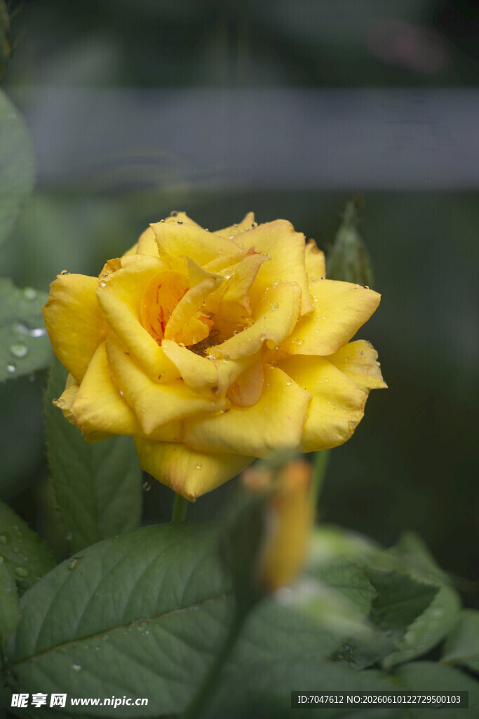 带露珠的黄色月季花