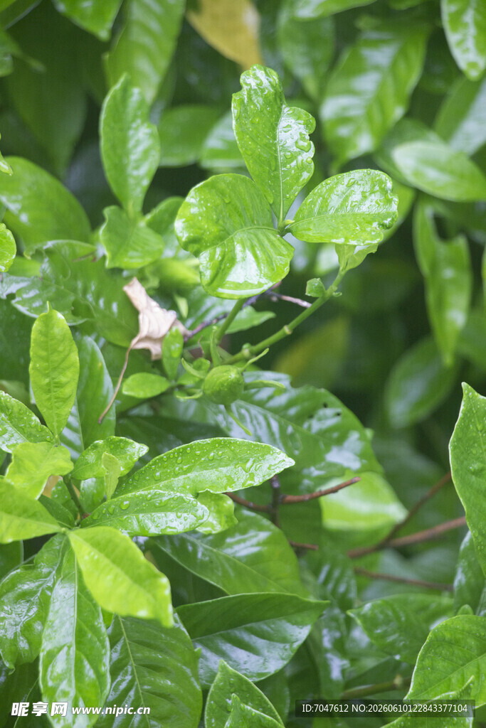 翠绿欲滴的新鲜植物叶片