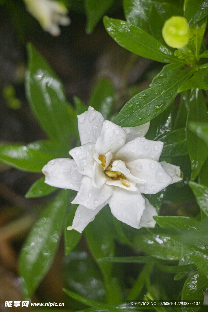 洁白栀子花绽放绿叶间