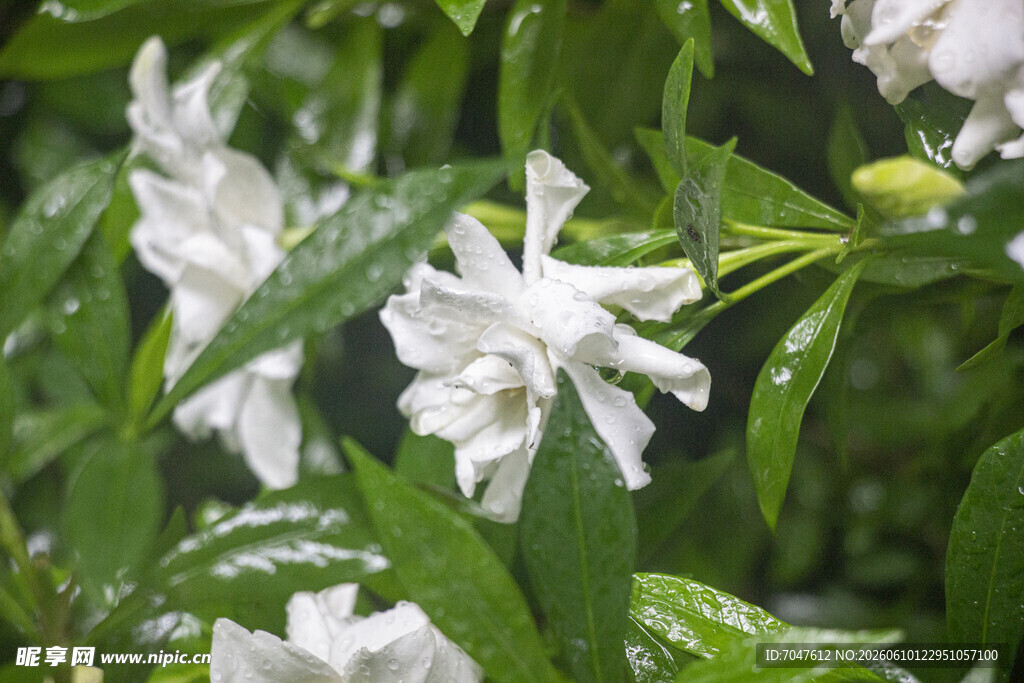 雨中洁白绽放的栀子花