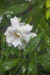 雨中绽放的洁白栀子花