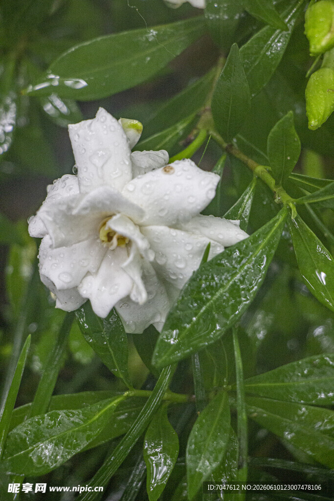 雨中绽放的洁白栀子花
