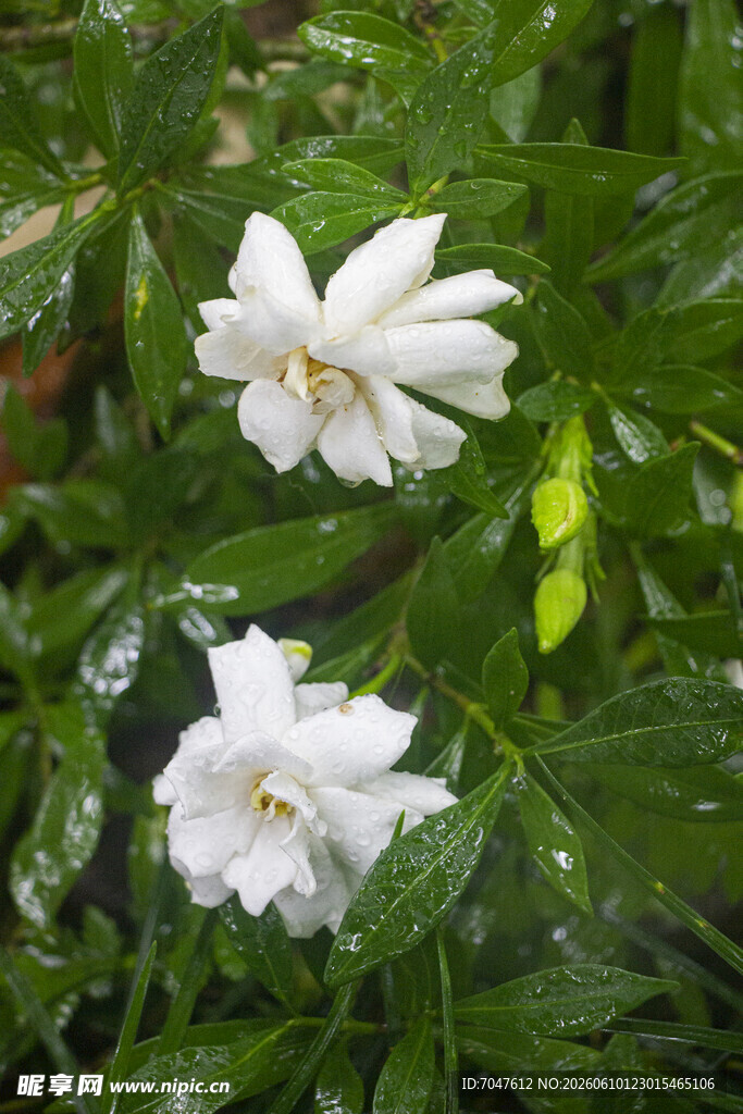 两朵洁白盛开的栀子花