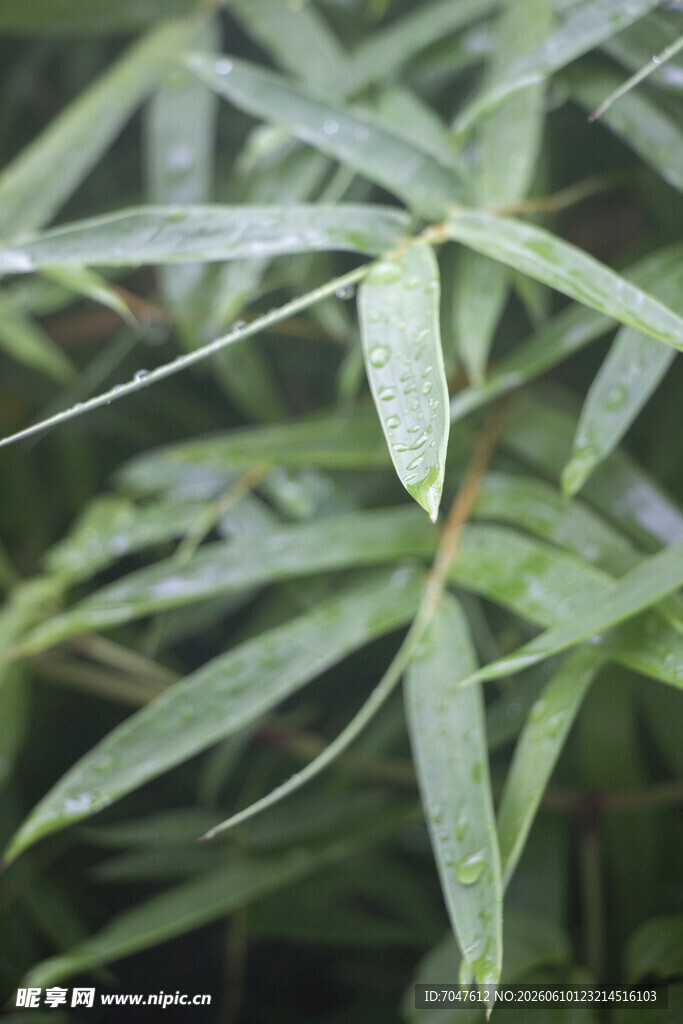 凤尾竹带露竹叶特写