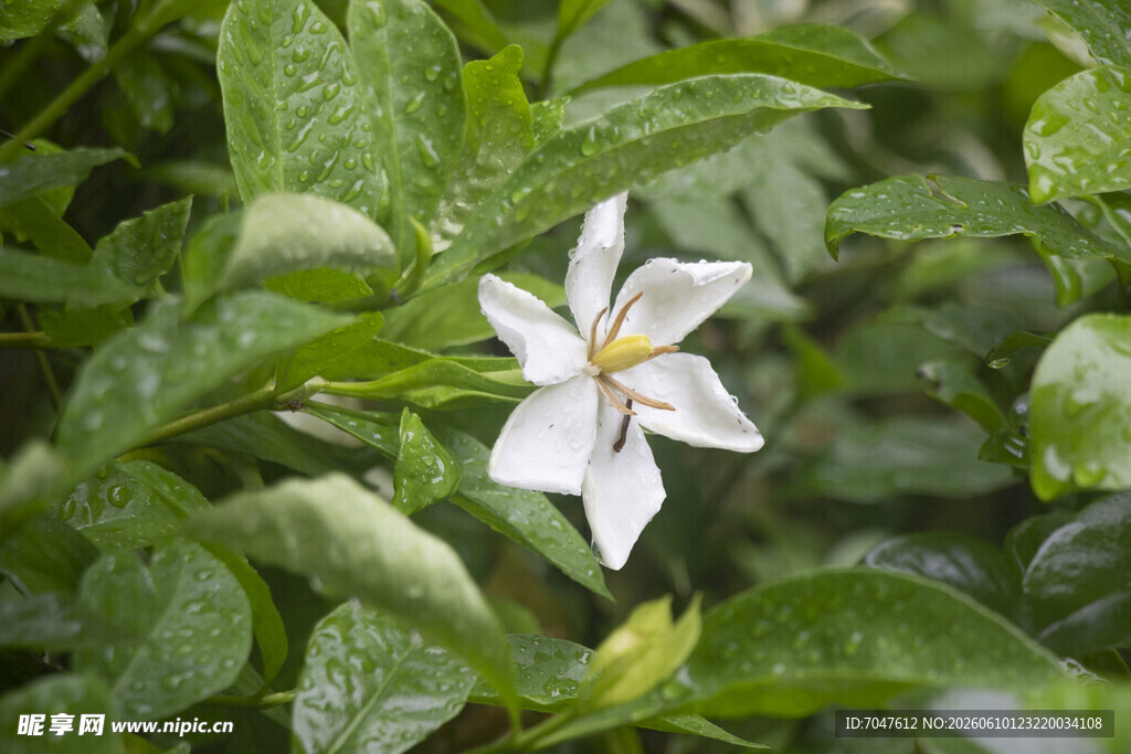 栀子花白色小花