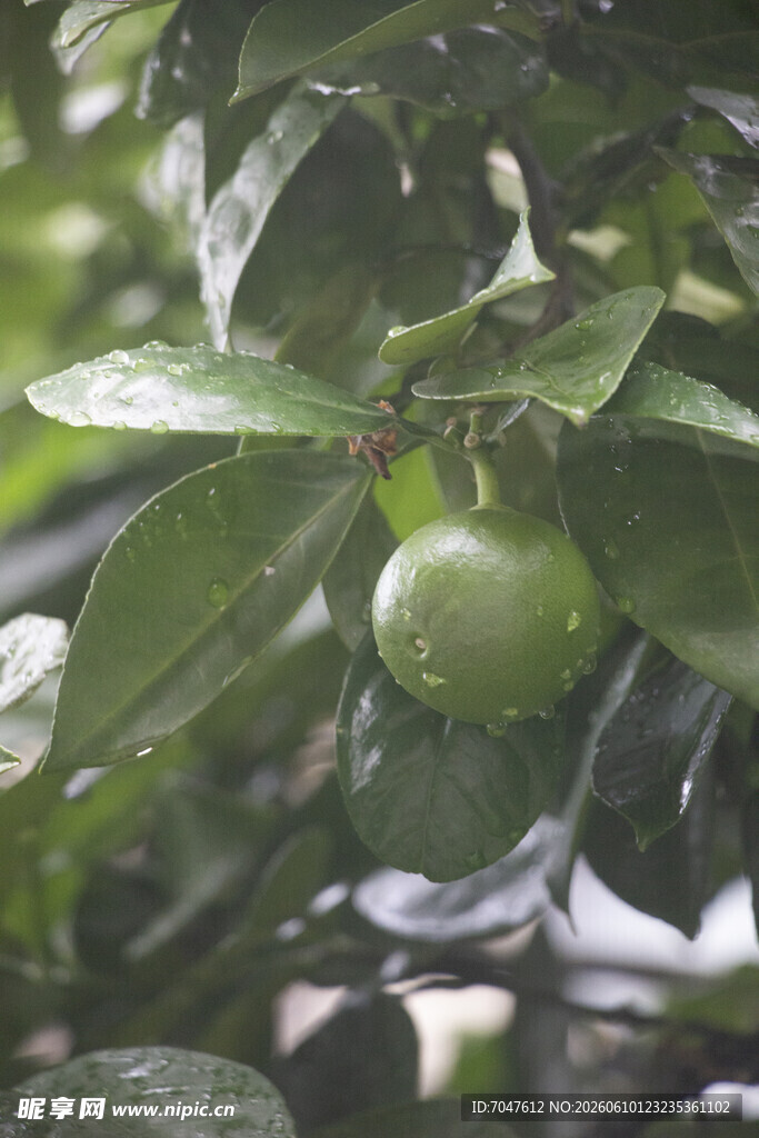 香橼枝头青果