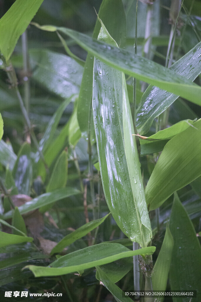 粽子叶阔叶箬竹