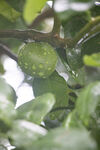 雨中香泡果实